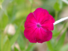 Lychnis coronaria Prikneus bestellen